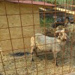 Stádo našich shetlandských oveček se utěšeně rozrostlo.... - 