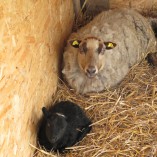 Stádo našich shetlandských oveček se utěšeně rozrostlo.... -  