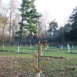 Stromky v sadu, jabloně, hrušně, švestky, renklody, višně, ořechy a jedlý kaštan -  