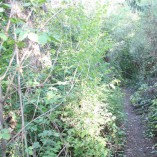 Podzim 2012 v sadu - 