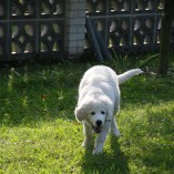 Podzim 2012 v sadu -  