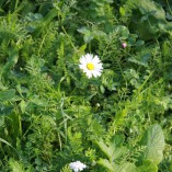 Podzim 2012 v sadu -  