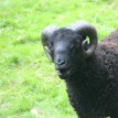 Výběr oveček do toušeňské zahrady - Z tohoto stáda dostaneme do toušeňského zahrady dvě ovečky a...