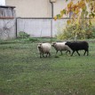 Jak se žije ovečkám v sadu - Shetlandské ovečky v sadu v průběhu roku 2013