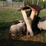 Jak se žije ovečkám v sadu - Shetlandské ovečky v sadu v průběhu roku 2013 
